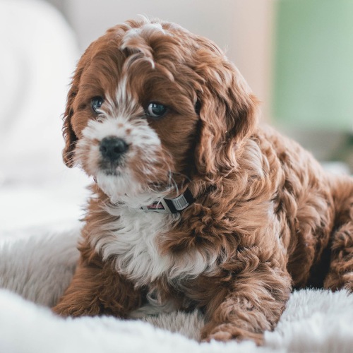 a dog in a bright room